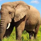 Kenya : le nombre d’éléphants a doublé en l’espace de 30 ans