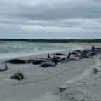 77 baleines-pilotes sont mortes échouées sur une plage en Écosse et personne ne sait pourquoi