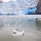 La glace flottante pr&egrave;s du glacier South Sawyer