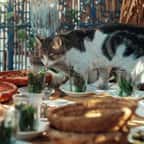 Montauban : près de quarante chats errants ont élu domicile dans un restaurant
