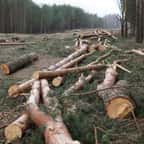 Des arbres abattus