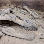 Sur la terrasse d’un restaurant, un client découvre l’empreinte d’un dinosaure de 100 millions d’années