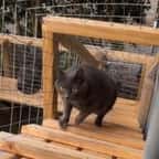 Cette Australienne a construit un magnifique enclos extérieur pour ses 11 chats, le résultat est impressionnant 