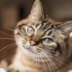 100 idées de prénom de chat en t