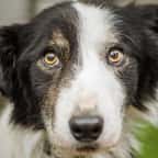 Un chien de race Border collie