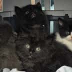 Les chatons secourus par l'association