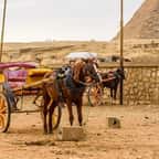 Égypte : les promenades à dos de chameaux, de chevaux et d'ânes désormais interdites autour des pyramides de Gizeh