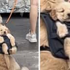 Cette vidéo montrant un golden retriever porter un chiot dans un sac à dos fait fondre la toile 
