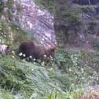 Une femelle ourse et ses deux petits filmés en balade dans les Pyrénées espagnoles