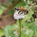 Un groupe de 37 touristes attaqué par des abeilles tueuses sur une plage