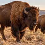 Un bison américain debout dans le désert de Cuatrociénegas