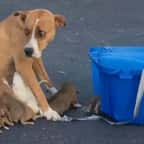Au Texas, des bénévoles ont sauvé une chienne et ses chiots abandonnés sur le parking d’une église