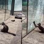 En Chine, un singe est parvenu à briser la vitre de sa cage à l’aide d’une pierre aiguisée
