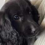 Une petite chienne à six pattes a été retrouvée abandonnée sur le parking d’un supermarché 