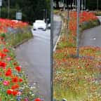 Angleterre : bienvenue dans le monde merveilleux des villes qui ne tondent plus les bords de route