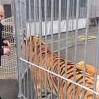 Une association dénonce les mauvais traitements infligés par un dresseur à 9 tigres, détenus dans des « conditions illégales »