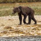 Privés de nourriture à l’approche de la période d’hibernation, des grizzlis très amaigris ont été aperçus au Canada