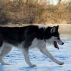 « C’était une sensation formidable » : une Américaine s’est vantée d’avoir abattu un husky sibérien qu’elle prenait pour un loup