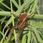 L’araignée Dolomedes plantarius