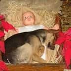 Brésil : un chiot errant se réfugie dans une crèche de Noël, son histoire émeut la toile 