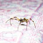 Une grosse araignée sur un lit