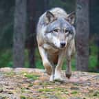 Loup marchant dans la forêt
