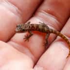 Un gecko à doigts en forme de feuille, retrouvé sur l'île de Rábida aux Galápagos, posé sur la main d'un chercheur