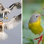 Audubon Photography Awards 2022 : voici les magnifiques clichés récompensés lors du concours photo