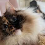 Pebbles