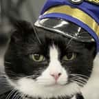 États-Unis : un aéroport engage un chat de thérapie pour rassurer les voyageurs anxieux 