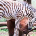 Le bébé zèbre et le jeune rhinocéros 
