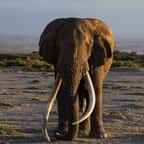 Kenya : Tim, l'un des derniers éléphants aux défenses géantes est mort à 50 ans