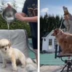 Des chiens arrosés