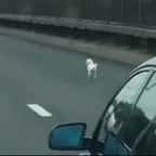 Un conducteur aperçoit un chien sur l’autoroute et décide de le secourir 