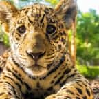 Petit jagua dans les marais d'Iberá