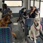 Alaska : des chiens prennent le bus comme des humains et font craquer la toile 
