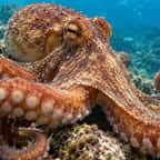 Une pieuvre évoluant sur les fonds marins.