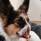 Bonnie, le chien défiguré qui mène enfin une vie heureuse