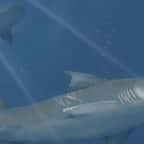 États-Unis : des scientifiques découvrent deux nouvelles espèces de requins préhistoriques dans une grotte 
