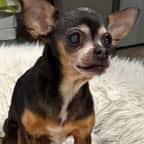 La chihuahua Flor retrouvée après douze ans de disparition