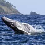 Une baleine