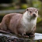 Une loutre de rivière sur un rocher