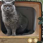 Ces bricoleurs transforment leurs téléviseurs rétros en nids douillets pour leurs chats