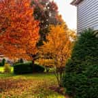 Des arbres dans un jardin en automne