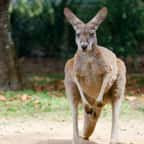 Un kangourou en Australie 
