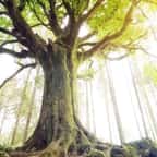 Vieux de 300 ans, un arbre légendaire de la forêt de Brocéliande déraciné par la tempête Ciaran