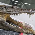 Crâne du crocodile retrouvé dans les bagages du passager canadien 