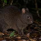 Un lapin d'Amami, espèce rare que les mangoustes avaient fait reculer sur l'île japonaise d'Amami-Oshima
