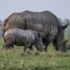 Pour la première fois en 21 ans, aucun rhinocéros n'a été tué par des braconniers au Kenya
