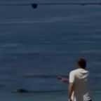 Capture d'écran montrant le touriste jeter une pierre sur le phoque moine 